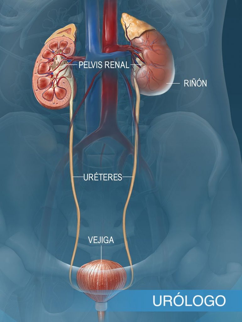 Enfermedades de próstata y vías urinarias, así como disfunción eréctil.